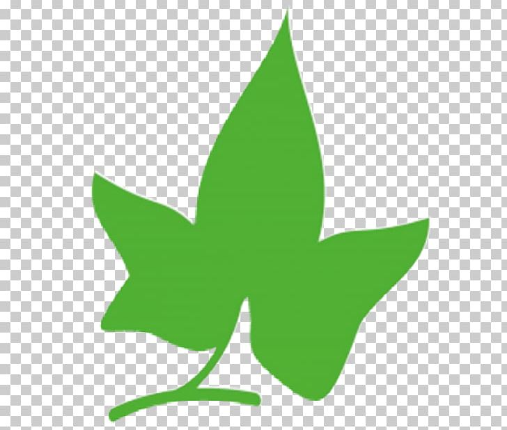 Leaf Plant Stem Tree PNG, Clipart, Evergreen, Grass, Green, Leaf, Plant Free PNG Download