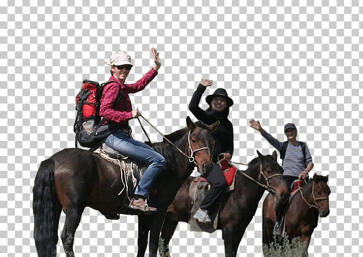 Mongolia Horse Travel Equestrian Mongols PNG, Clipart, Bridle, Equestrian, Equestrianism, Equestrian Sport, Guide Free PNG Download