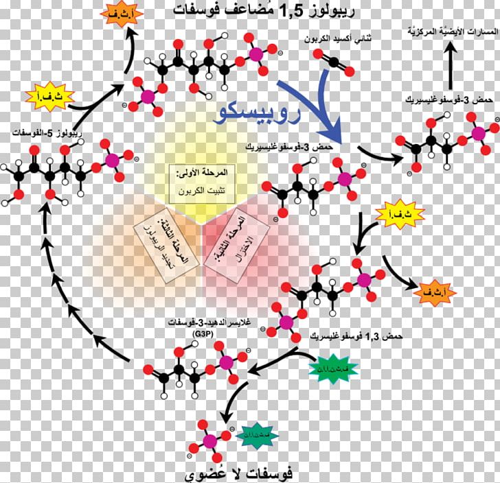 RuBisCO Calvin Cycle Light-independent Reactions Ribulose 1 PNG, Clipart,  Free PNG Download