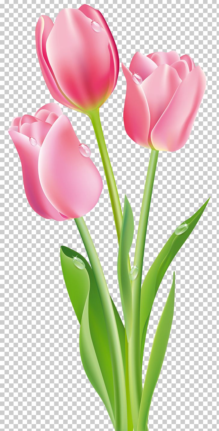Tulip Flower Pink PNG, Clipart, Clipart, Clip Art, Closeup, Color, Cut Flowers Free PNG Download
