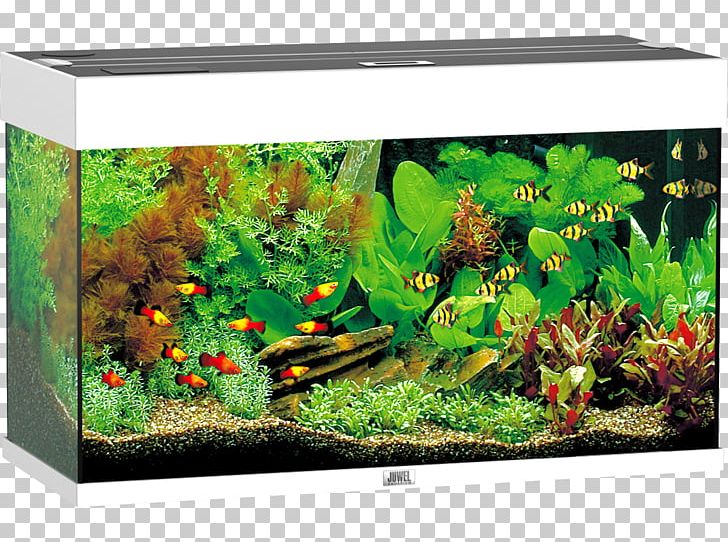 Aquariums Aquarium Lighting Heater Discus PNG, Clipart, Aquarium, Aquarium Decor, Aquarium Fish, Aquarium Lighting, Aquariums Free PNG Download