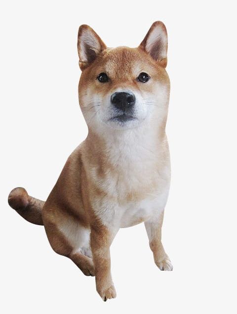 Cute Shiba Inu PNG, Clipart, Cute Clipart, Inu, Inu Clipart, Lovely, Pet Free PNG Download