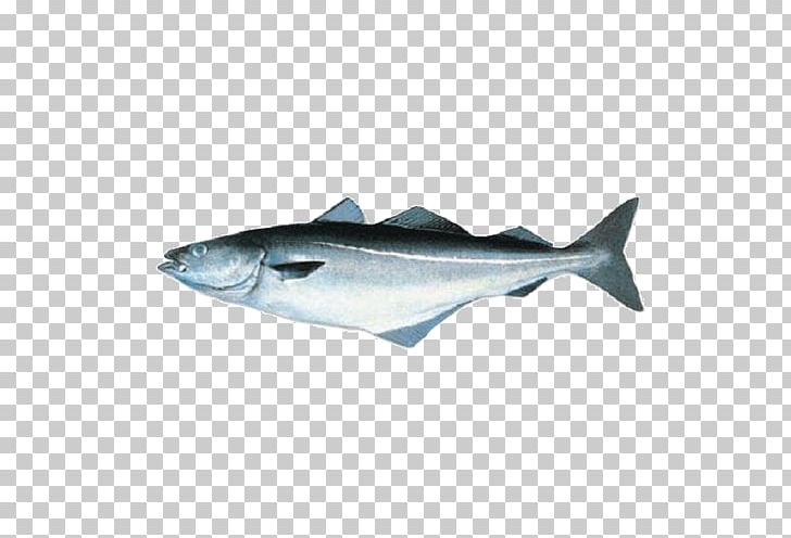 Fish Iridescent Shark Tilapia Pollock Fillet PNG, Clipart, Animals, Bonito, Bony Fish, Canning, Cod Free PNG Download