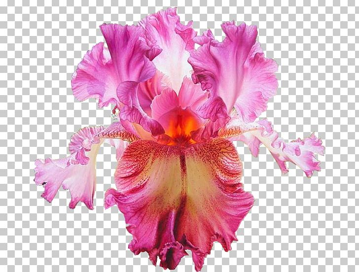 Flower Iris Croatica Rainbow Comanche Acres Iris Gardens Iris Germanica PNG, Clipart, Cattleya, Color, Cut Flowers, Flower, Flower Garden Free PNG Download