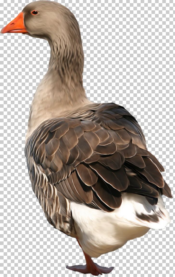 Goose PNG, Clipart, Goose Free PNG Download