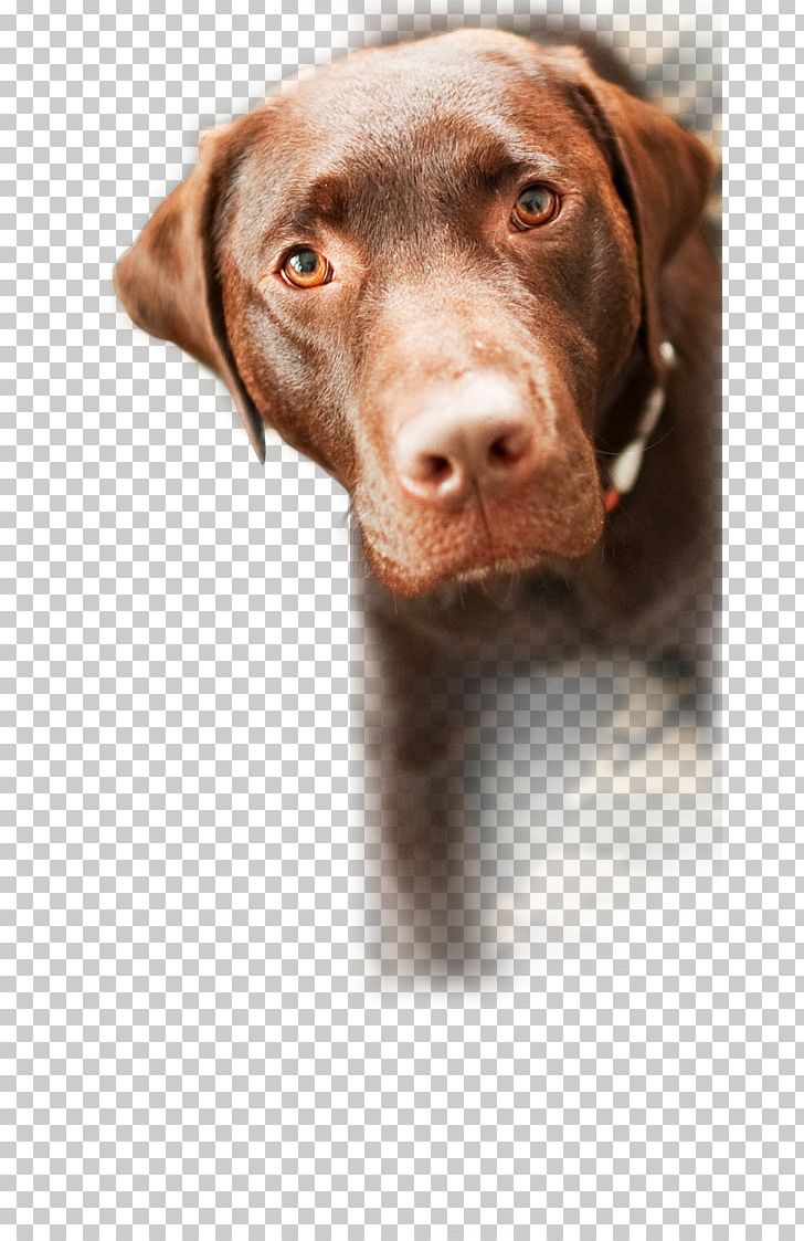 Labrador Retriever Animal Shelter Rescue Dog Puppy Pet PNG, Clipart, Animal Rescue Group, Animal Shelter, Cat, Collar, Dog Free PNG Download