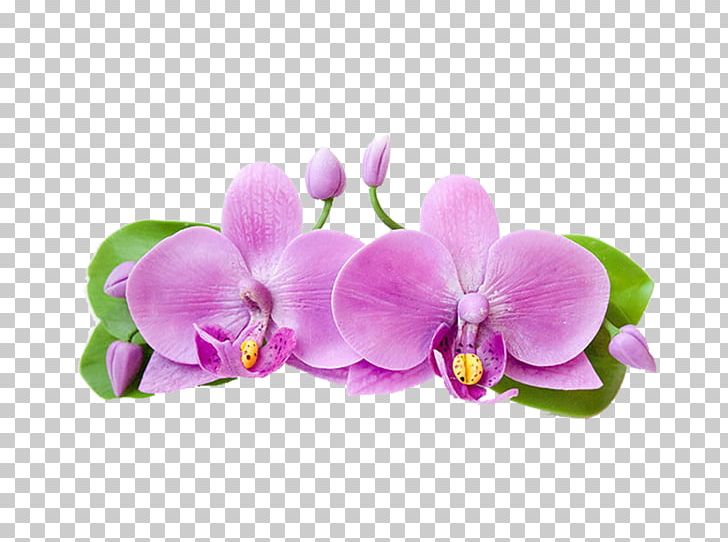 Moth Orchids Clay PNG, Clipart, Clay, Cut Flowers, Download, Flower, Flowering Plant Free PNG Download
