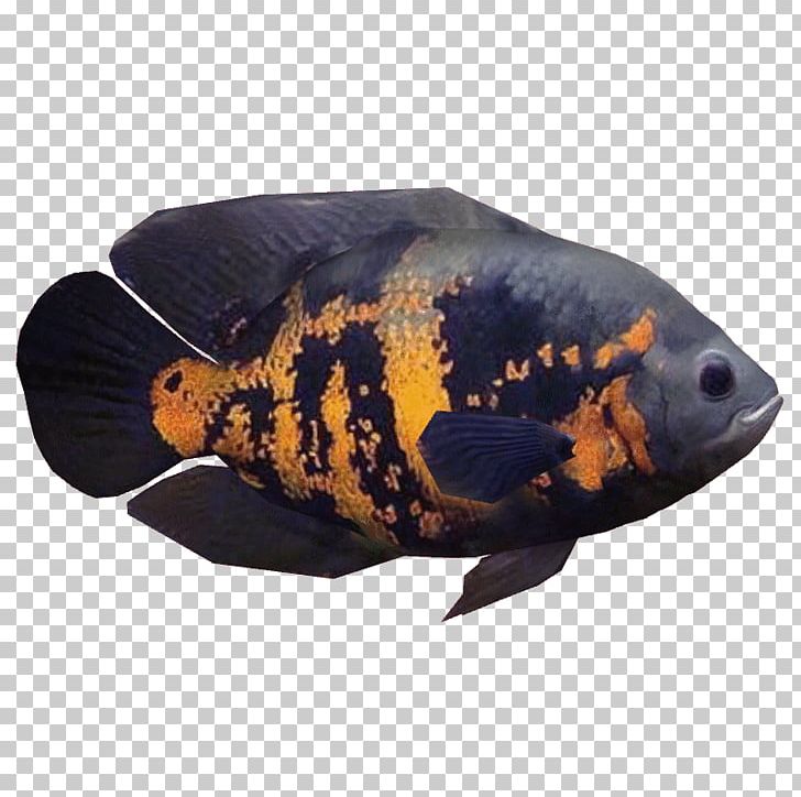 Oscar Ornamental Fish Cichlid Aquarium PNG, Clipart, Animals, Aquarium, Barb, Cichlid, Discus Free PNG Download