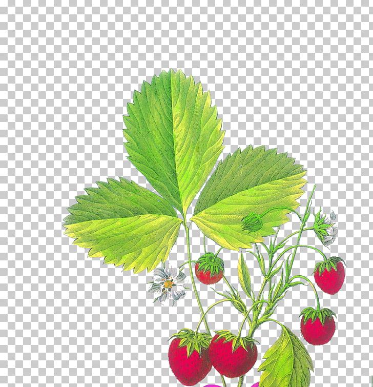 Strawberry Fragaria Viridis Aedmaasikas PNG, Clipart, Download, Drawing, Encapsulated Postscript, Food, Fragaria Free PNG Download