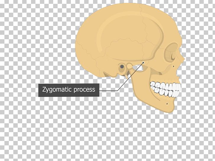Temporal Bone Skull Sphenoid Bone Temporal Styloid Process PNG, Clipart, Anatomy, Atlas, Bone, Cartoon, Ear Free PNG Download