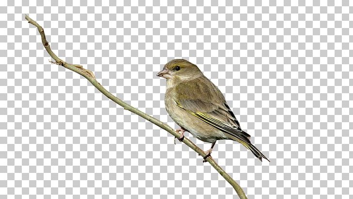 Bird European Greenfinch House Sparrow PNG, Clipart, Beak, Bird, Bird Feeders, Branch, Columbidae Free PNG Download