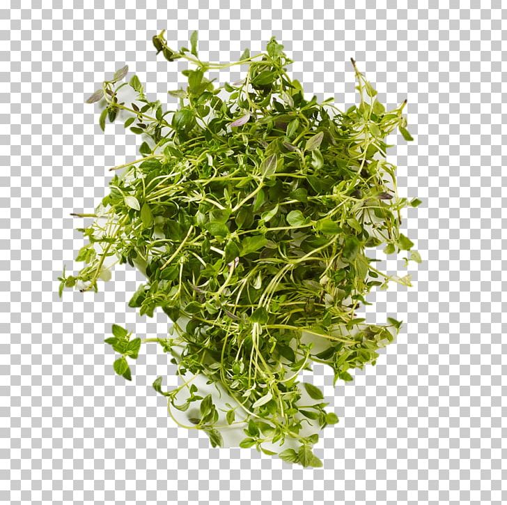 Coriander Herbalism PNG, Clipart, Coriander, Hela, Herb, Herbalism, Leaf Vegetable Free PNG Download