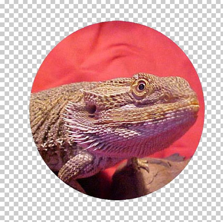 Lizard Reptile Agama Bearded Dragons PNG, Clipart, Agama, Agamidae, Animal, Animals, Beard Free PNG Download
