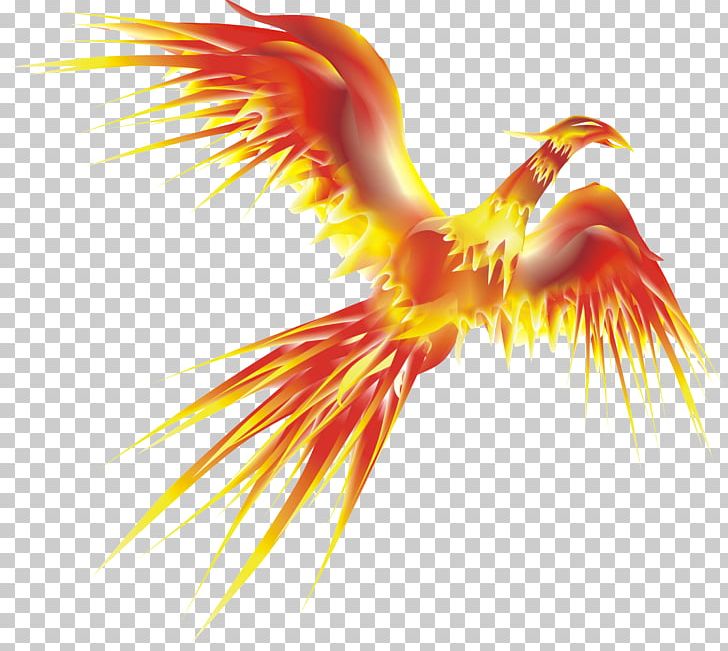 Phoenix Display Resolution PNG, Clipart, Beak, Bird, Closeup, Computer Wallpaper, Display Resolution Free PNG Download