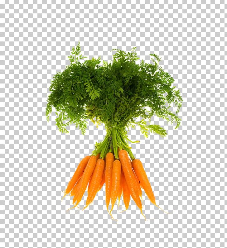 Vegetable Organic Food Fruit Carrot PNG, Clipart, Alamy, Bunch Of Carrots, Carotene, Carrot Cartoon, Carrot Juice Free PNG Download