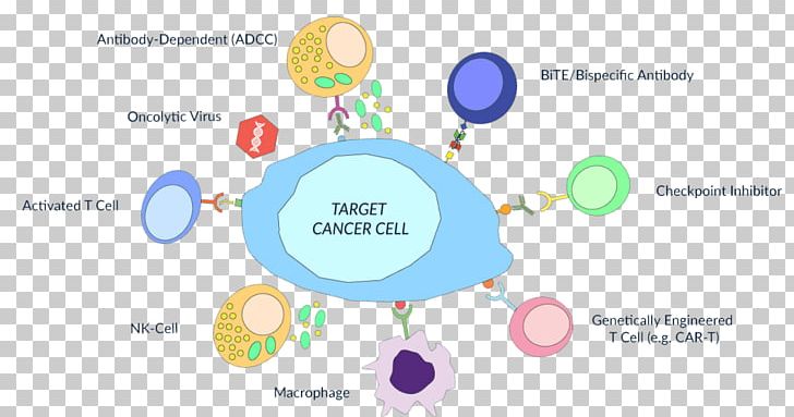 Antibody-dependent Cell-mediated Cytotoxicity Cell-mediated Immunity Cancer Immunotherapy Immune System PNG, Clipart, Antibody, Brand, Cancer, Cell, Cell Culture Free PNG Download