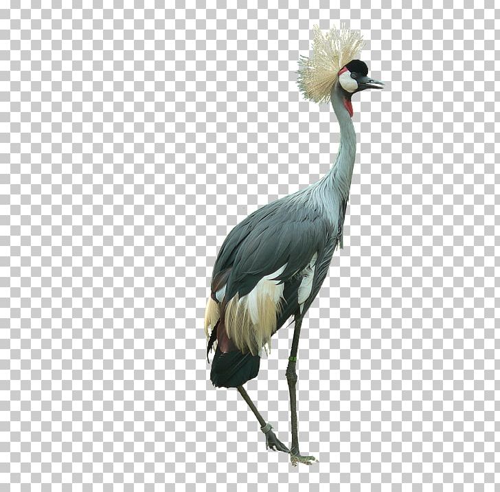 Bird Black Crowned Crane Portable Network Graphics PNG, Clipart, Animals, Beak, Bird, Black Crowned Crane, Ciconiiformes Free PNG Download