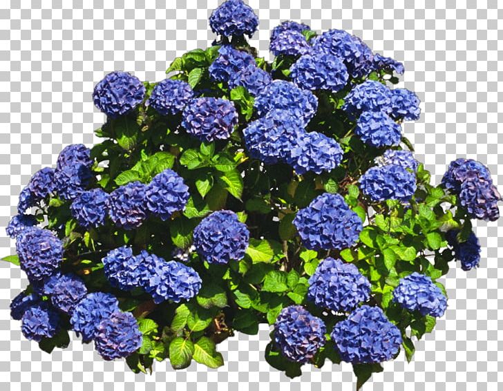 Hydrangea Shrub Tree PNG, Clipart, Annual Plant, Blue, Bush, Clip Art, Color Free PNG Download