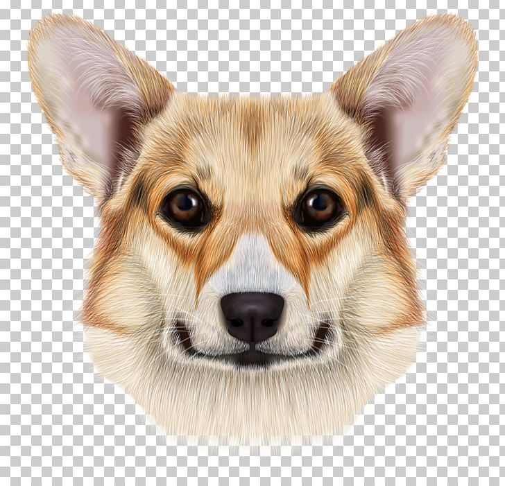 Pembroke Welsh Corgi Cardigan Welsh Corgi Pug Pomeranian PNG, Clipart, Animals, Boy Cartoon, Carnivoran, Cartoon, Cartoon Animals Free PNG Download