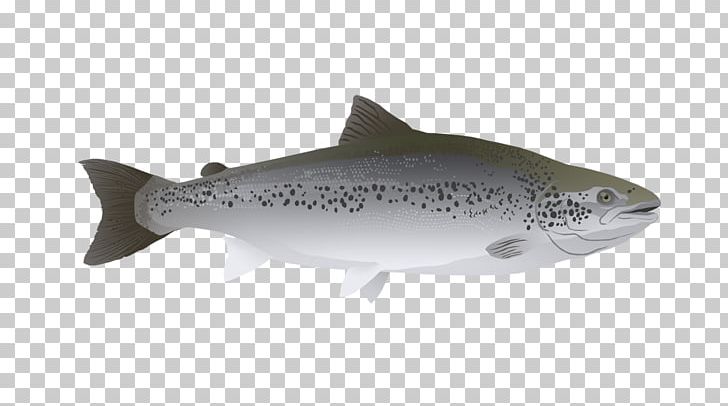 Salmon Research Trout Squaliform Sharks Marine Biology PNG, Clipart, Atlantic Salmon, Biology, Bony Fish, Cartilaginous Fish, Citation Free PNG Download