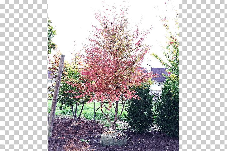Sugar Maple Tree Branch Shrub Nursery PNG, Clipart, Autumn Leaf Color, Branch, Flora, Flower, Grass Free PNG Download