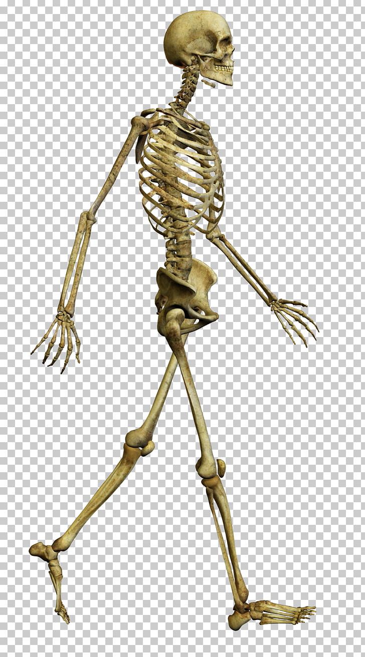 Human Skeleton Bone Skull Human Body PNG, Clipart, Bone, Bone Marrow, Exo Skeleton, Fantasy, Human Free PNG Download