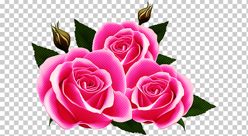 Garden Roses PNG, Clipart, Cut Flowers, Floribunda, Flower, Garden Roses, Petal Free PNG Download
