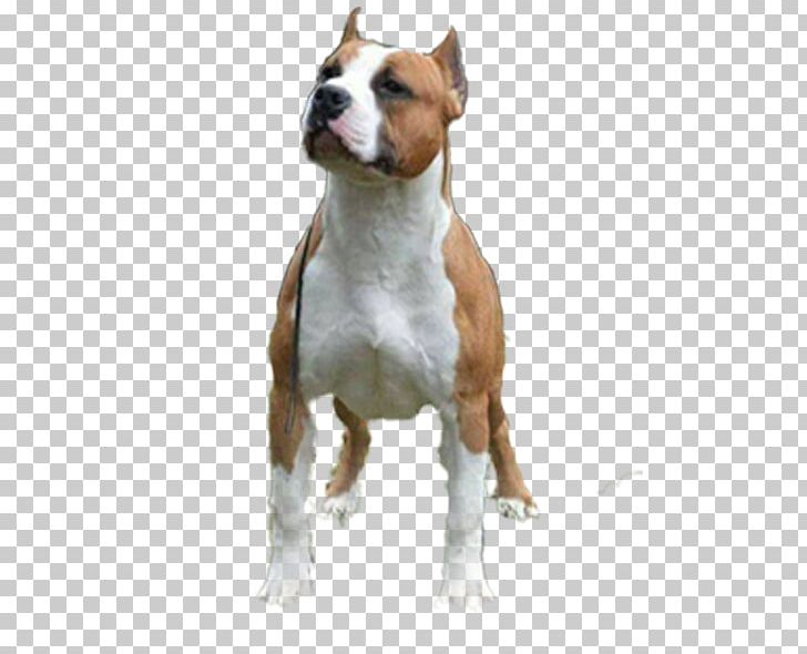 American Staffordshire Terrier American Pit Bull Terrier Bull And Terrier Dog Breed Staffordshire Bull Terrier PNG, Clipart, American Pit Bull Terrier, Breed Group Dog, Bull And Terrier, Bulldog, Bull Terrier Free PNG Download