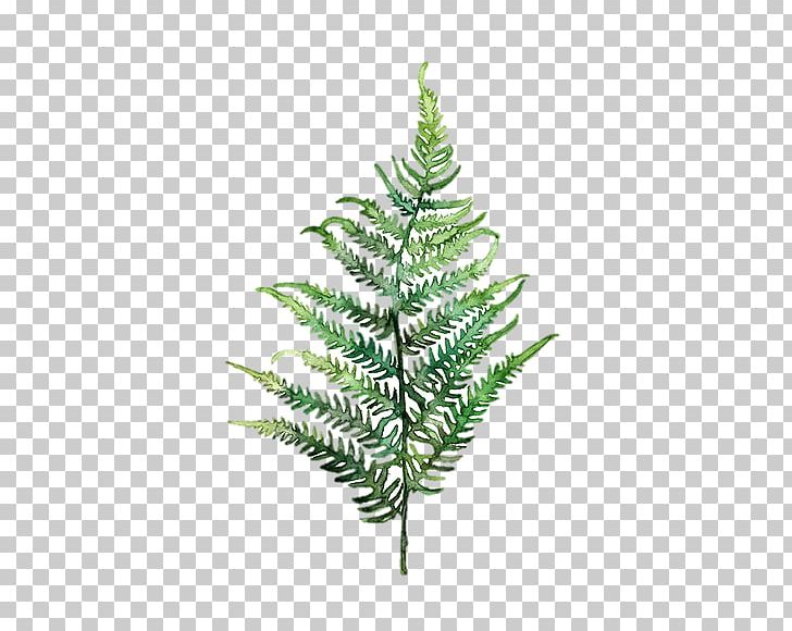 Fern Watercolor Painting Art Leaf PNG, Clipart, Botanical, Botany, Branch, Chr, Christmas Ornament Free PNG Download