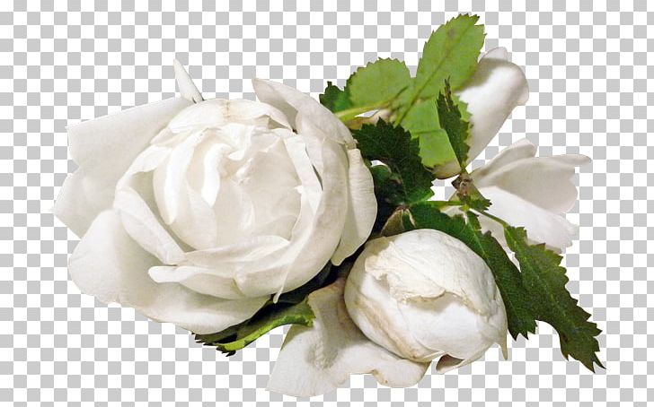 Garden Roses Flower PNG, Clipart, Abbyy, Blue Rose, Bud, Cut Flowers, Digital Image Free PNG Download
