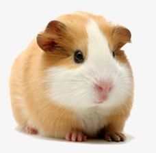 Hamsters PNG, Clipart, Animal, Animals, Brow, Color Image, Cute Free PNG Download