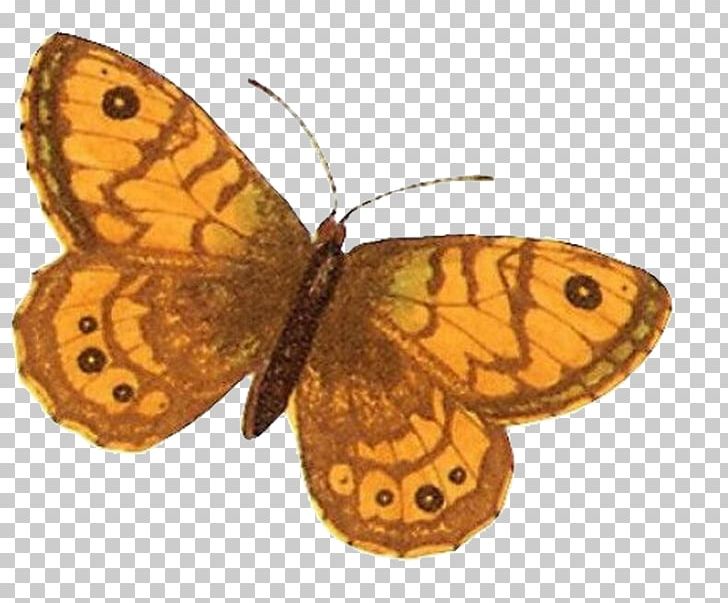Monarch Butterfly Lasiommata Megera Pieridae Moth PNG, Clipart, Arthropod, Blue Butterfly, Brown Background, Brush Footed Butterfly, Butterflies Free PNG Download