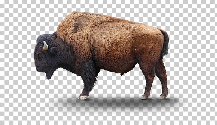 Yellowstone National Park Bison Bonasus Plains Bison Lion Reindeer PNG, Clipart, American Bison, American Black Bear, Animals, Bison, Bison Latifrons Free PNG Download