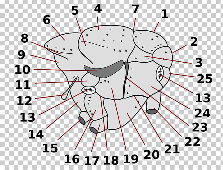 Prostigma Fly Spiracle Morphology Of Diptera Mosquito PNG, Clipart, Anatomy, Angle, Area, Circle, Diagram Free PNG Download