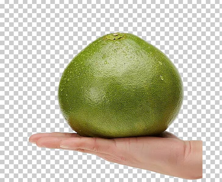Key Lime Pomelo Persian Lime Grapefruit PNG, Clipart, Avocado, Background Green, Bergamot Orange, Blue, Citrus Free PNG Download