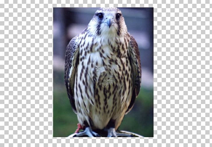 Welsh Hawking Centre Buzzard Falconry Owl PNG, Clipart, Animals, Beak, Bird, Bird Of Prey, Buzzard Free PNG Download