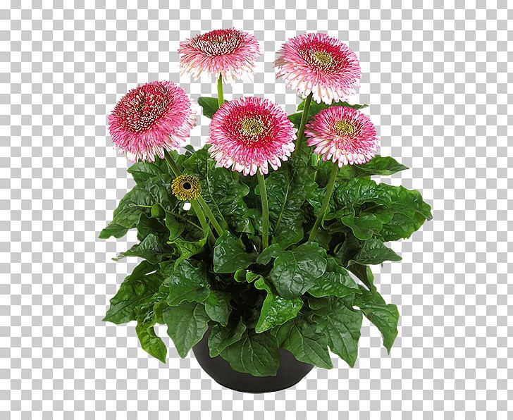 Daisy Family Cut Flowers Gerbera Jamesonii Plant PNG, Clipart, Annual Plant, Aster, Carnation, Chrysanthemum, Chrysanths Free PNG Download