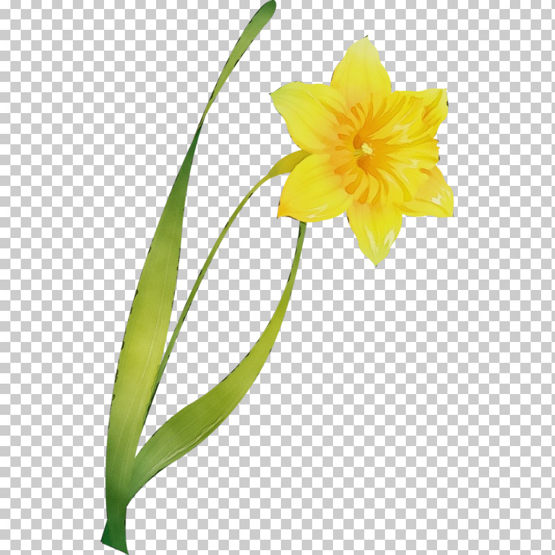 Flower Yellow Plant Petal Narcissus PNG, Clipart, Amaryllis Family, Cut Flowers, Flower, Narcissus, Paint Free PNG Download