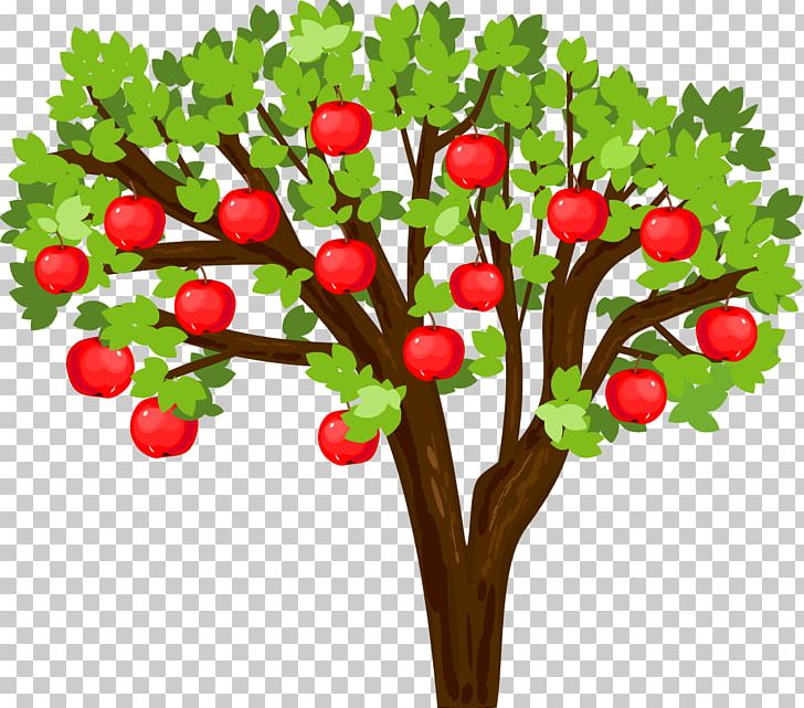 Apple Biological Life Cycle Tree Seed PNG, Clipart, Apple, Apple Tree, Berry, Biological Life Cycle, Branch Free PNG Download