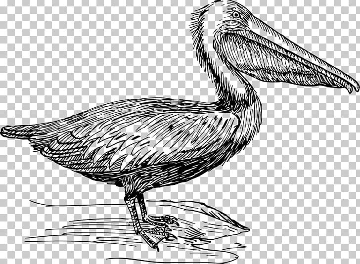 Bird Beak Brown Pelican PNG, Clipart, Animals, Artwork, Black And White, Charadriiformes, Drawing Free PNG Download