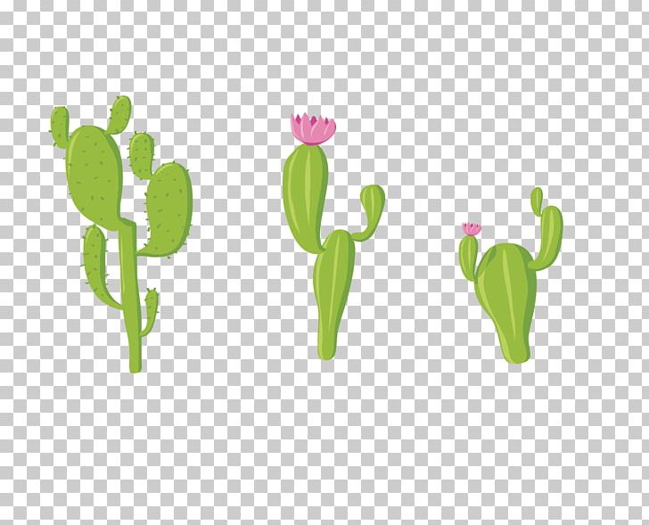Cactaceae Green PNG, Clipart, Cactaceae, Cactus, Cactus Vector, Cactus Watercolor, Cartoon Cactus Free PNG Download