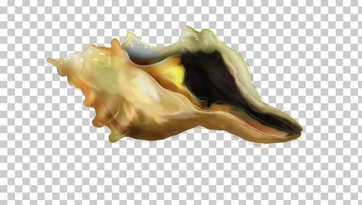 Conch Seashell Jaw PNG, Clipart, Conch, Creation, Deco, Jaw, Kaz Free PNG Download