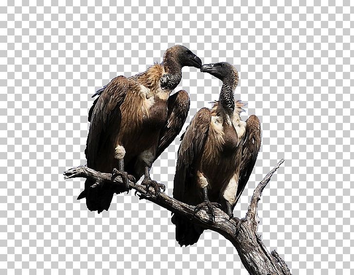 Fauna PNG, Clipart, Beak, Bird, Bird Of Prey, Fauna, Vulture Free PNG Download