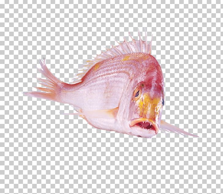 Fish PNG, Clipart, Animals, Animal Source Foods, Aquarium Fish, Dots Per Inch, Fig Free PNG Download