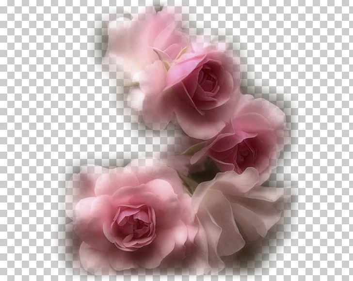Garden Roses Flower Pink PNG, Clipart, Cicek, Cicekler, Cicek Resimleri, Cut Flowers, Desktop Wallpaper Free PNG Download