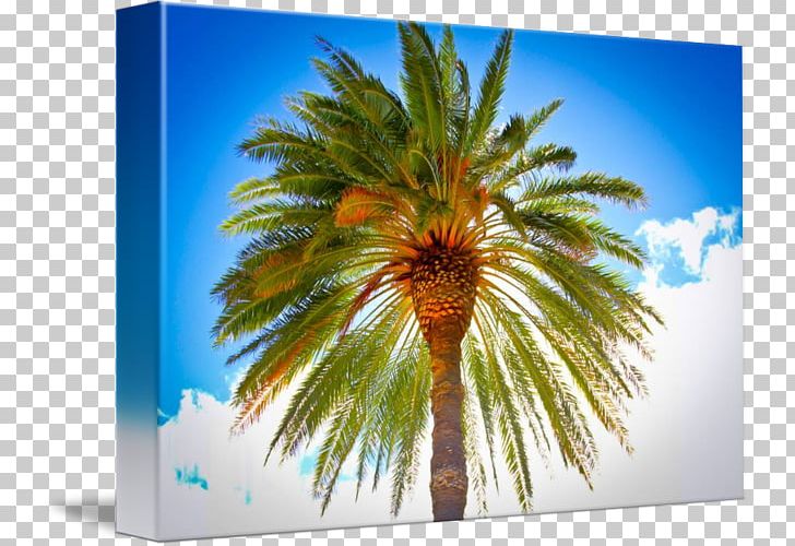 Asian Palmyra Palm Date Palm Arecaceae Sky Plc Borassus PNG, Clipart, Arecaceae, Arecales, Asian Palmyra Palm, Borassus, Borassus Flabellifer Free PNG Download