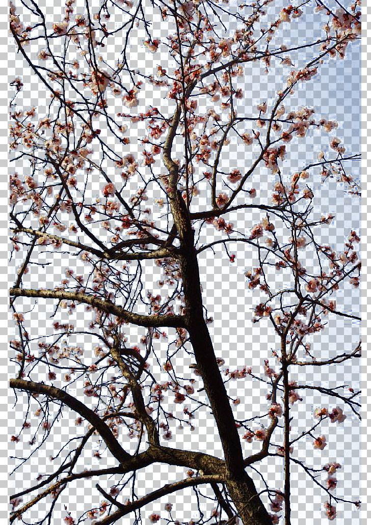 Flower Plum Apricot Blossom PNG, Clipart, Apricot, Apricot Flower, Apricot Tree, Blossom, Bouquet Free PNG Download