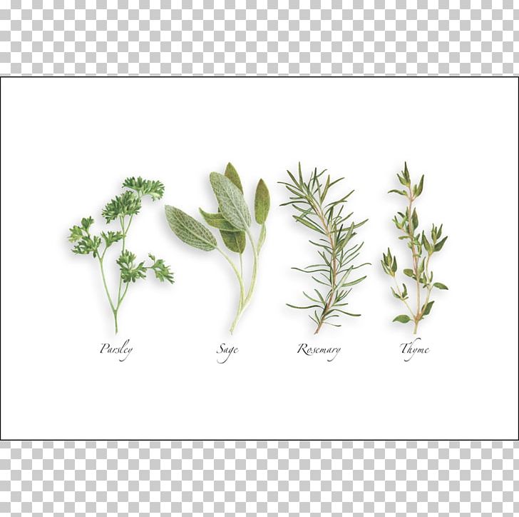 Parsley PNG, Clipart, Artist, Barcode, Bookland, Branch, Flora Free PNG Download