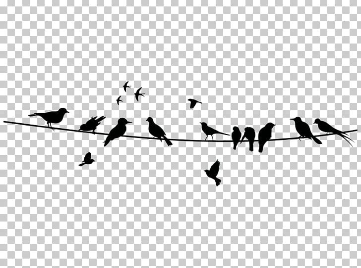 Wall Decal Text Creativity Beak Bird Migration PNG, Clipart, Angle, Animal, Animal Migration, Beak, Bird Free PNG Download