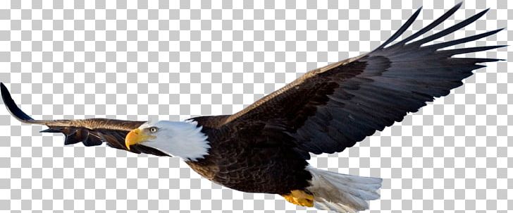 Bald Eagle Portable Network Graphics PNG, Clipart, Accipitriformes, Animals, Bald, Bald Eagle, Banner Free PNG Download